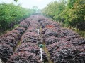 红花继木种植技术与养护