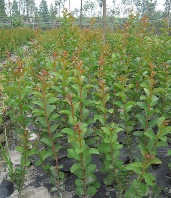关于紫薇种植栽培技术相关介绍