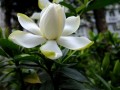 栀子花的上盆栽培养护管理技术