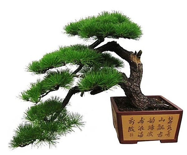 黑松盆景养护管理技术