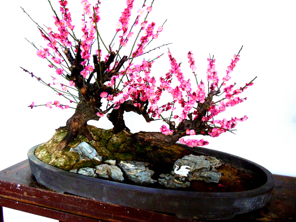 梅花盆景