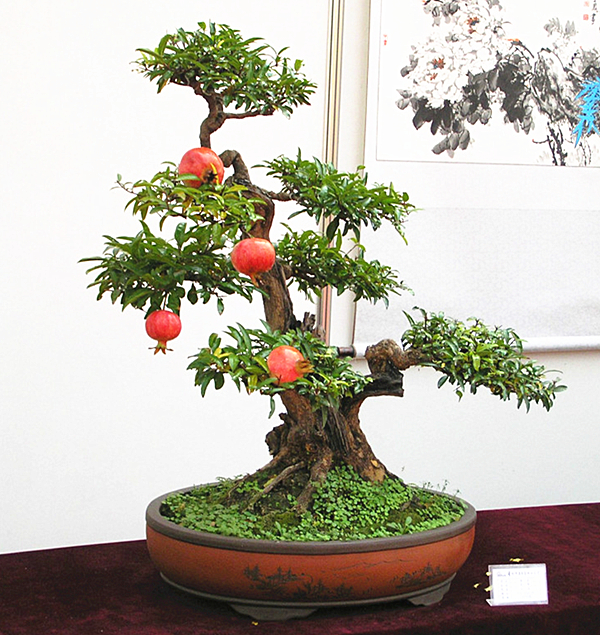 石榴盆景种植技术以及冬季防护