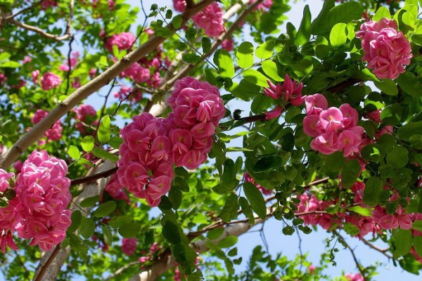 关于香花槐的种植管理技术以及相关介绍