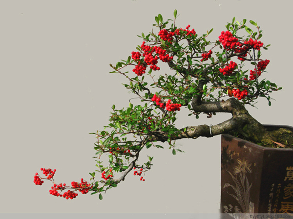 盆栽火棘的种植方法介绍