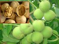 关于核桃栽植后的管理相关技术