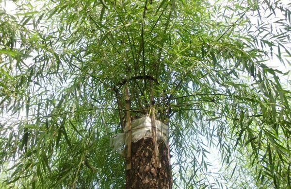 园林树木扩冠方法相关技术介绍