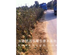 安徽肥西腊梅，嫁接红梅，黄腊梅图3