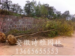 安徽肥西乌桕基地，大量出售2-30公分精品乌桕图2