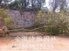 安徽肥西乌桕基地，大量出售2-30公分精品乌桕图3