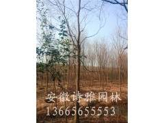 安徽肥西出售10万棵乌桕小苗，1米高乌桕小苗图3