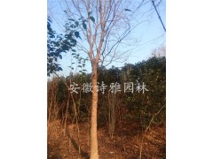 安徽肥西乌桕基地图3