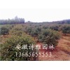安徽肥西红叶石楠球,大量出售P1-3米