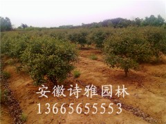 安徽肥西红叶石楠球,大量出售P1-3米图2