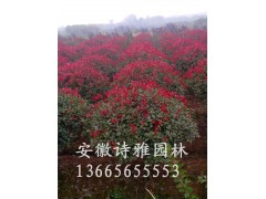 安徽肥西红叶石楠球,大量出售P1-3米图3
