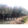 安徽肥西单杆红叶石楠，高杆红叶石楠，地径2-10公分出售