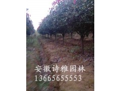 安徽肥西单杆红叶石楠，高杆红叶石楠，地径2-10公分出售图3