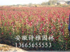 供应红叶石楠小苗，红叶石楠杯苗，30公分高红叶石楠小苗价格图2