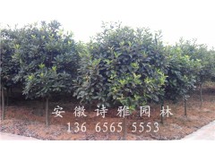 安徽肥西中华石楠球，土石楠球，出售P1-5米石楠球图2