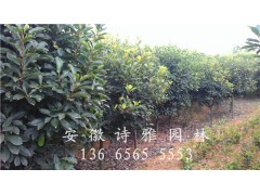 安徽肥西中华石楠球，土石楠球，出售P1-5米石楠球图3