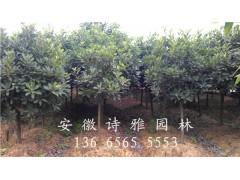供应土石楠2-10公分-安徽肥西中华石楠种植基地大量出售图2