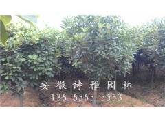 供应土石楠2-10公分-安徽肥西中华石楠种植基地大量出售图3