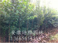 三角枫种植基地-安徽肥西诗雅园林大量供应2-15公分三角枫图2