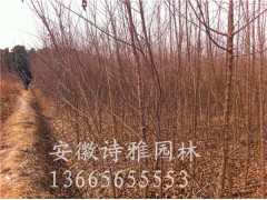 三角枫种植基地-安徽肥西诗雅园林大量供应2-15公分三角枫图3