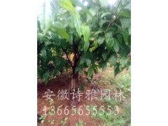 安徽肥西出售梅花，嫁接腊梅，嫁接红梅，2-10公分价格图2