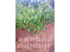 安徽肥西出售梅花，嫁接腊梅，嫁接红梅，2-10公分价格图3