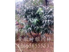 腊梅，红梅种植基地图2