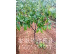 腊梅，红梅种植基地图3