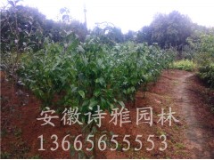 安徽肥西红梅基地，国旗红红梅基地，5公分红梅价格图2