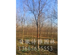 乌桕2-30公分图2