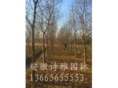 乌桕2-30公分图3