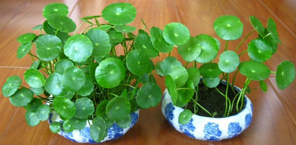 铜钱草