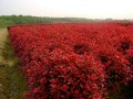 红叶石楠的养殖以及红叶石楠冬季养护管理方法