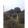 安徽肥西哪里2-15公分桂花树宜便