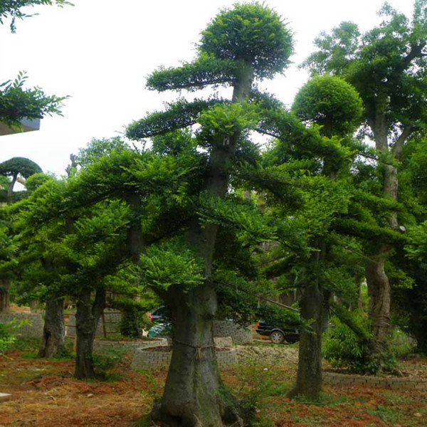 造型榔榆