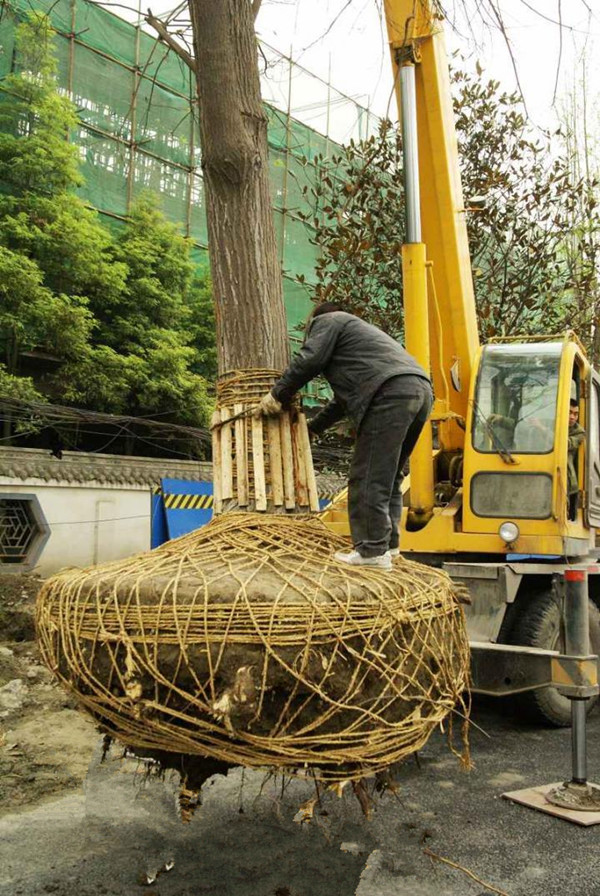 城市园林绿化的大树移植及养护技术介绍