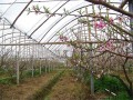 温室油桃花期管理技术