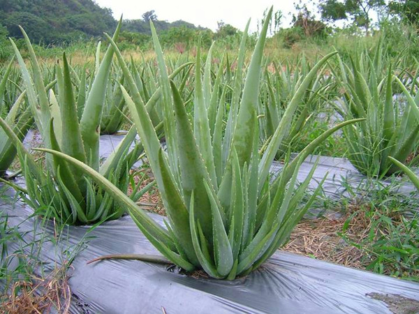 芦荟