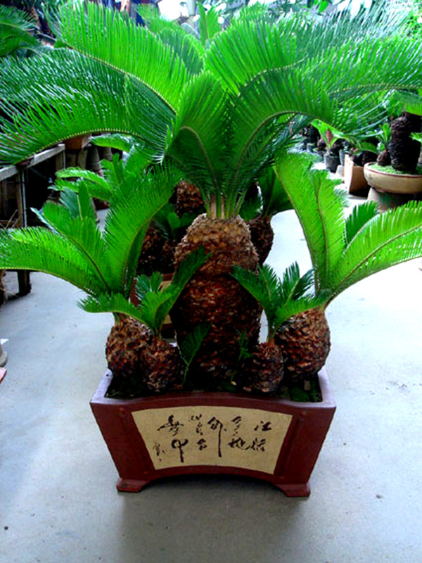 关于盆栽苏铁控叶的有效方法