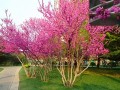 紫荆花的育苗方法与栽培技术