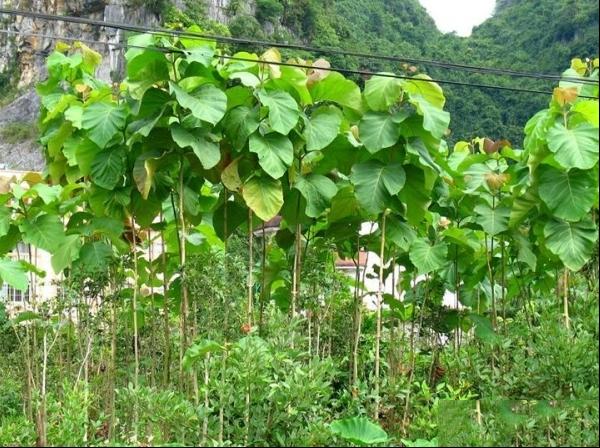 柚木繁殖技术