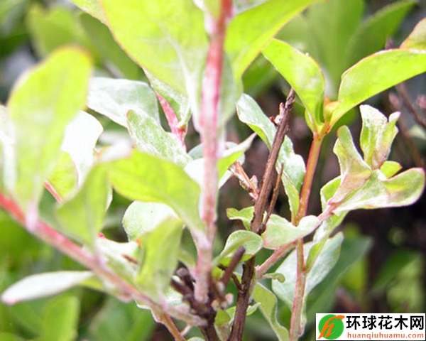 紫薇白粉病的识别与防治