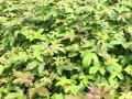 枫香的相关种植技术以及病害防治