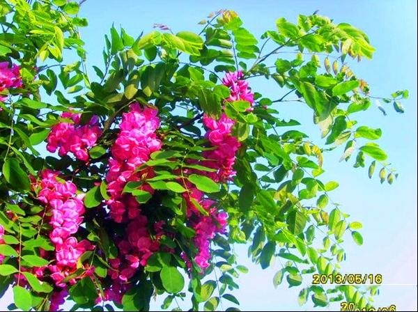 香花槐