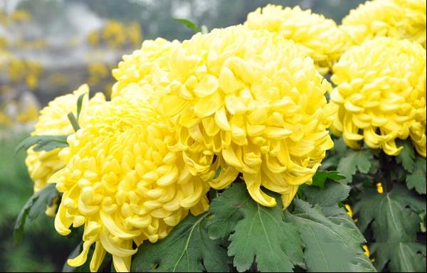 菊花种植栽培以及病害防治