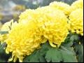 菊花种植栽培以及病害防治