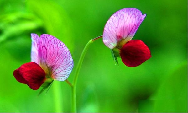 豌豆花
